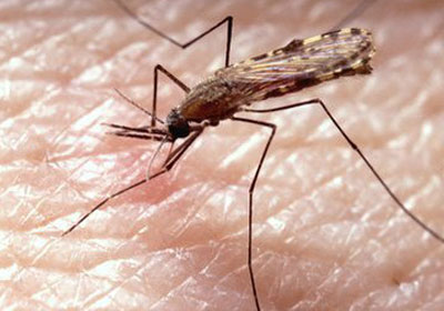 البعوض الحامل للملاريا أكثر انجذابا لرائحة البشر